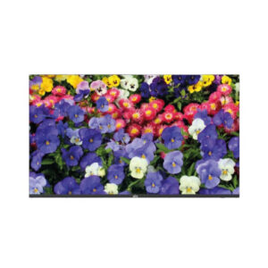 Monitor LED UHD de 43